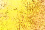 Fototapeta Dmuchawce -  wild field plants on a yellow background