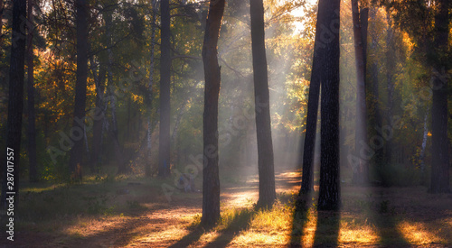 Foto-Lamellenvorhang - Forest. Sunny morning. Nice autumn weather. Beautiful autumn colors. (von Mykhailo)