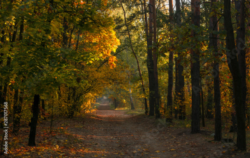 Foto-Schiebegardine mit Schienensystem - Forest. Sunny morning. Nice autumn weather. Beautiful autumn colors. (von Mykhailo)