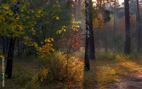 Foto-Schiebegardine mit Schienensystem - Forest. Sunny morning. Nice autumn weather. Beautiful autumn colors. (von Mykhailo)