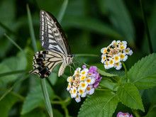 Xuthus Swallowtail Butterfly On Lantana Flowers 2