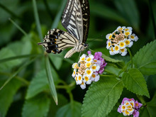 Xuthus Swallowtail Butterfly On Lantana Flowers 1