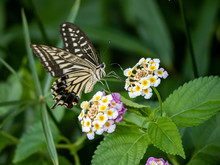 Xuthus Swallowtail Butterfly On Lantana Flowers 5