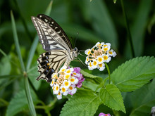 Xuthus Swallowtail Butterfly On Lantana Flowers 6