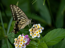Xuthus Swallowtail Butterfly On Lantana Flowers 9
