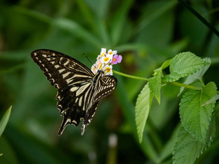 Wall Mural - xuthus swallowtail butterfly on lantana flowers 18