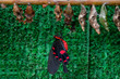 butterfly new red