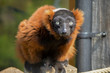 Red ruffed lemur portrait