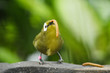 Green bird eating mealworm