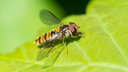 Wall Mural - Hoverfly