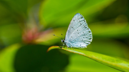 Wall Mural - Holly Blue