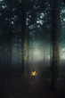 © ikostudio - Walking in a forest on a foggy morning