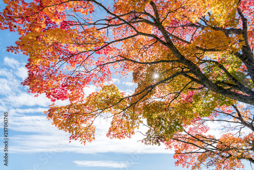 Foto-Lamellenvorhang - Autumn tree (von vichie81)
