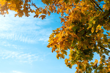 Sticker - autumn leaves on a sunny day