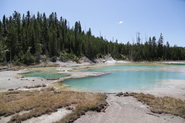 Wall Mural -  yellowstone national park the nature