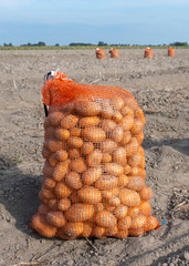 Canvas Print - sacks of potatoes on dry field in summer near harlingen in dutch province of friesland