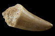 Large Fossil Mosasaur (Mosasaurus) Dinosaur Tooth