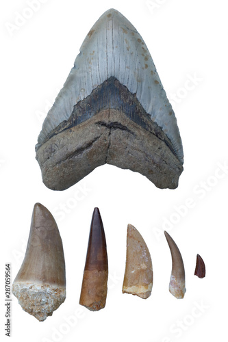 Cuadros en Lienzo Dinosaur Fossils - Megalodon Tooth, Mosasaurus Tooth, Spinosaurus Tooth, Tyranno