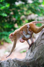 Mother Monkey And Baby Monkey Walk On Rock With Love