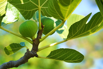 Figs and  leaves on the branch.