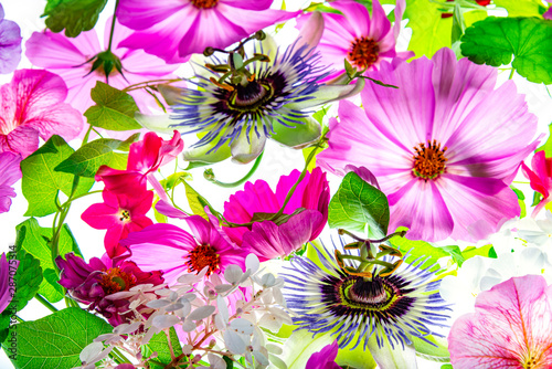 a beautiful floral background from flower petals
