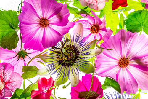 a beautiful floral background from flower petals