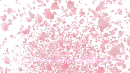 Wall Mural - Cherry Blossom Sakura Petals and Lens Flares Particles background
