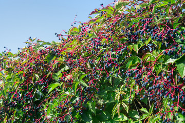 Poster - Parthenocissus quinquefolia,  Virginia creeper, Victoria creeper berries and leaves