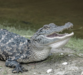 Sticker - Young alligator near a pond