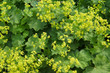Alchemilla mollis garden lady's-mantle green plant with yellow flowers background