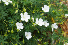 Geranium Sanguineum Album White Crane's-bill Flowers With Green