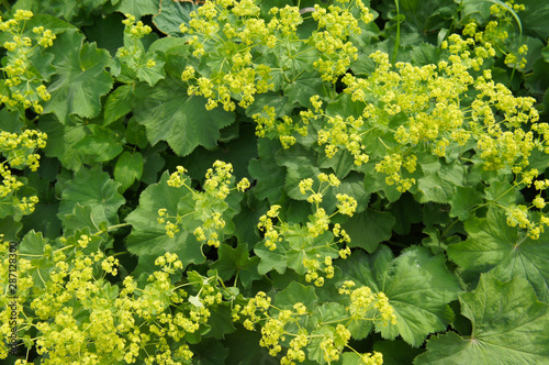 Fotografía Alchemilla mollis garden lady's-mantle green plant with yellow flowers backgroun