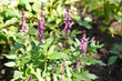 Salvia officinalis garden sage purple flowers