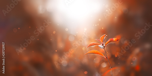 Obraz na plátně  Red autumn leaves in a forest at sunset