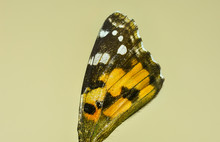 Macro Image Of The Dorsal Side Of The Butterfly Vanessa Cardui , Known As The Painted Lady Or Cosmopolitan