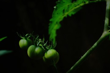 Green tomatoes, small fruit varieties that mature