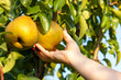 Hand picking pear from a tree, ripe pears, fresh fruits