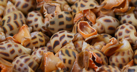 Canvas Print - Raw fresh sea snail close up