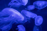 Fototapeta  - blue Sea Moon Jellyfish on a black background, close up