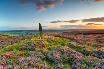 Wall Mural - Sunset over purple heather in bloom at Little Blakey Howe