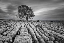 A Black And White Photo Of A Lone Tree