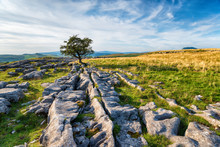 A Windswept Hawthorn Tree Growing On A Limestone Pavement In The Yorkshire Dales