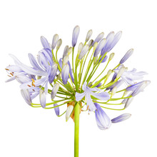 Agapanthus Flower, Lily Of The Nile, Also Called African Blue Lily Flower In Purple-blue Shade Isolated On White Background, With Clipping Path