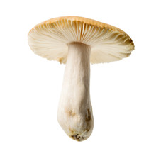 Amanita Princeps Mushroom, Wild Mushroom Isolated On White Background, With Clipping Path