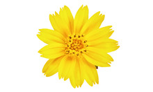 Singapore Daisy Flower, Yellow Flower Isolated On White Background, With Clipping Path 