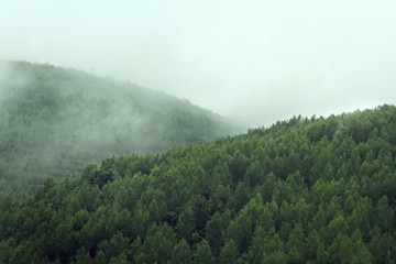 Wall Mural - niebla