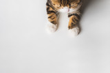 Little cute cat legs paw on white background with copy space for text and advertising