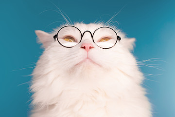 Wall Mural - Cute domestic pet in round transparent glasses. Furry cat on blue background in studio. Animals, education, science concept.