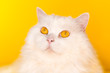 Portrait of highland straight fluffy cat on yellow background. Fashion, style, cool animal concept. Studio photo. White pussycat.