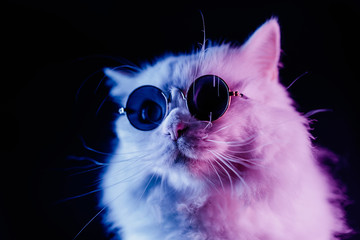 Wall Mural - Stock video Portrait of white furry cat in fashion eyeglasses. Studio neon light. Luxurious domestic kitty in glasses poses on black background.